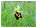 Ophrys holoser&hellip;