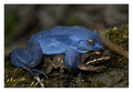 Rana arvalis 2&hellip;