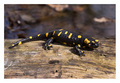 salamandra sal&hellip;