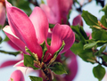 Magnolija