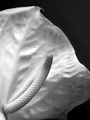 Anthurium II