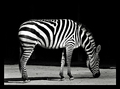 njemačka zebra&hellip;