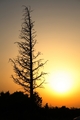 sunset tree