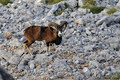 Muflon (Ovis m&hellip;