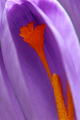 Šafran (Crocus&hellip;