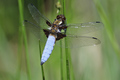 Libellula depr&hellip;