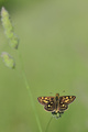 Melitaea sp. (&hellip;