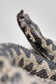 Poskok (Vipera&hellip;