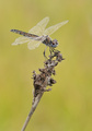Orthetrum brun&hellip;