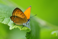 Lycaena virgau&hellip;