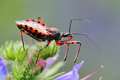 Rhynocoris ira&hellip;