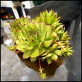 Sempervivum te&hellip;