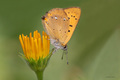 Lycaena virgau&hellip;
