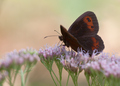 Erebia aethiop&hellip;