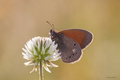Coenonympha gl&hellip;