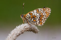 Melitaea phoeb&hellip;
