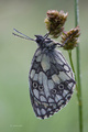 Melanargia gal&hellip;