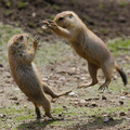 hop