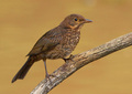 Kos - (Turdus &hellip;