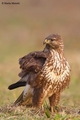 Škanjac-Buteo &hellip;