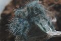 Avicularia Ver&hellip;