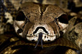 Boa constricto&hellip;