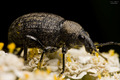 Vine weevil be&hellip;