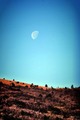 moon over bour&hellip;