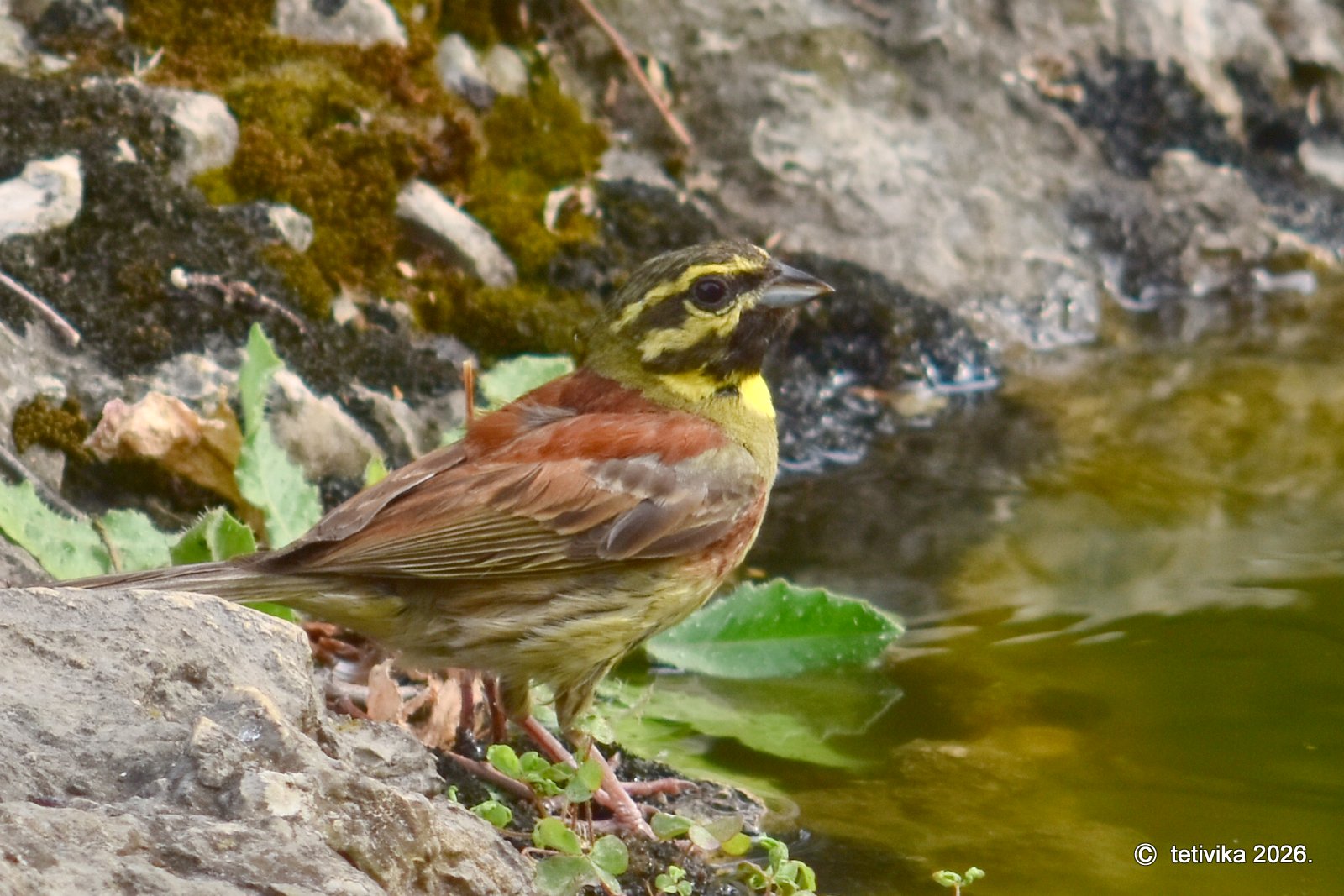 Crnogrla strnadica, Emberiza cirlus