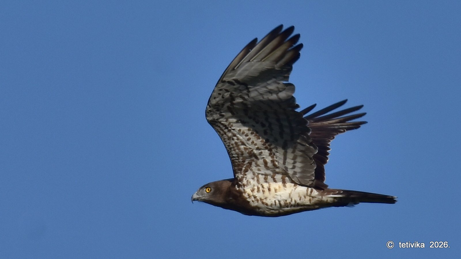 Orao zmijar, Circaetus gallicus
