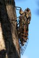 Cvrčak, Cicada&hellip;