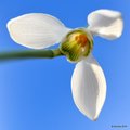 Galanthus niva&hellip;