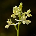 Orchis provinc&hellip;