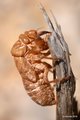 Cvrčak, Cicada&hellip;