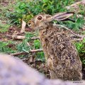 Zec, Lepus eur&hellip;