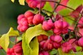 Kurika, Euonym&hellip;
