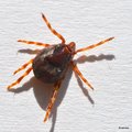 Krpelj, Ixodes&hellip;
