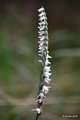 Spiranthes spi&hellip;