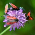 Zygaena purpur&hellip;