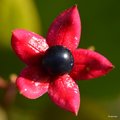 Clerodendrum t&hellip;