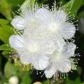 Mirta, Myrtus &hellip;