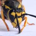Osa, Vespula g&hellip;