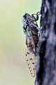 Cvrčak, Cicada&hellip;