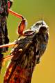Cvrčak, Cicada&hellip;