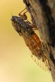 Cvrčak, Cicada&hellip;