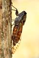 Cvrčak, Cicada&hellip;