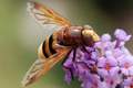Volucella zona&hellip;