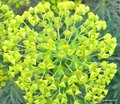 Euphorbia char&hellip;