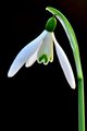 Galanthus niva&hellip;