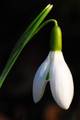 Galanthus niva&hellip;
